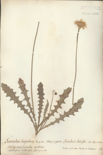 Leontodon hispidum CLF052414
