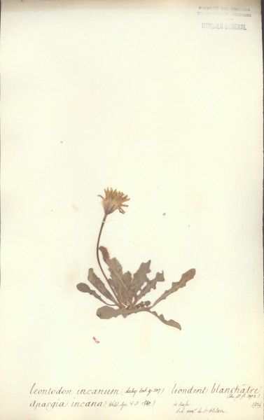 Leontodon incanum CLF052362