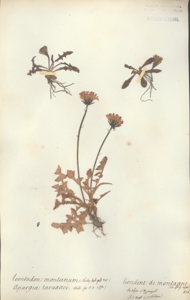Leontodon montanum CLF052400