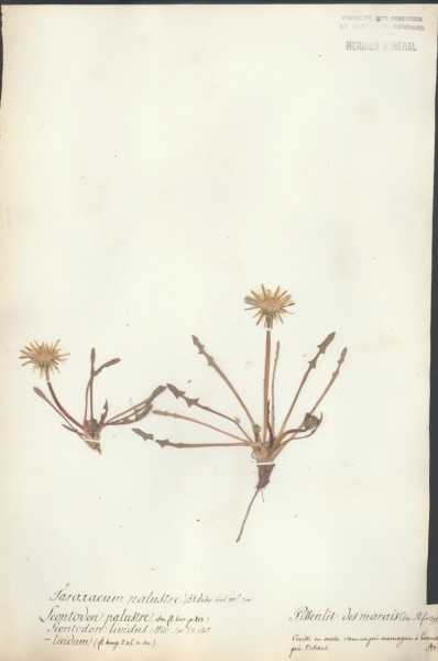 Leontodon palustre CLF052588