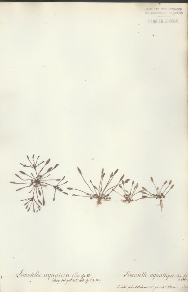 Limosella aquatica CLF071113