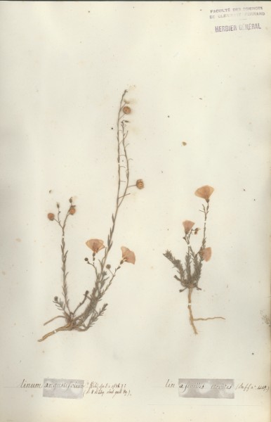 Linum angustifolium CLF021209