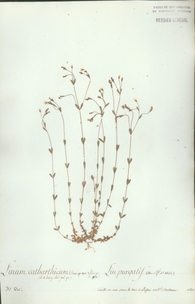 Linum catharticum CLF021268
