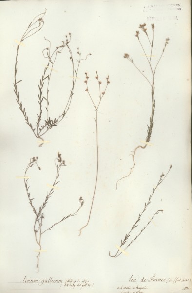 Linum gallicum CLF021291