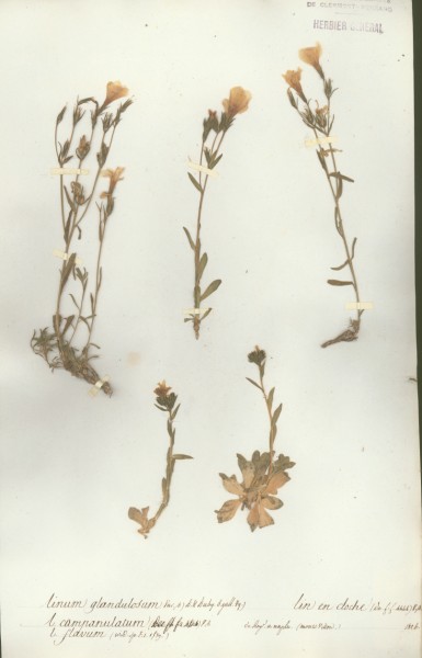 Linum glandulosum CLF021256