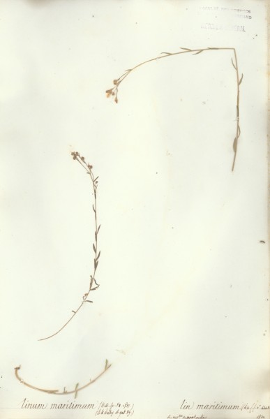 Linum maritimum CLF021316