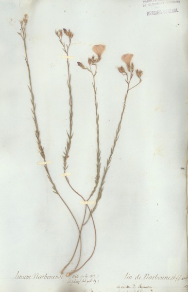 Linum narbonense CLF021324