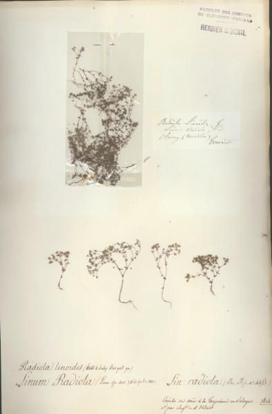 Linum radiola CLF021188 CLF021187