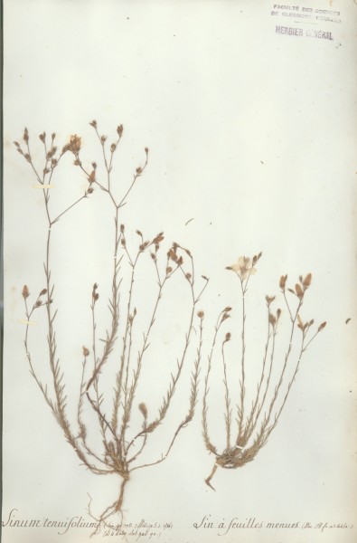 Linum tenuifolium CLF021372