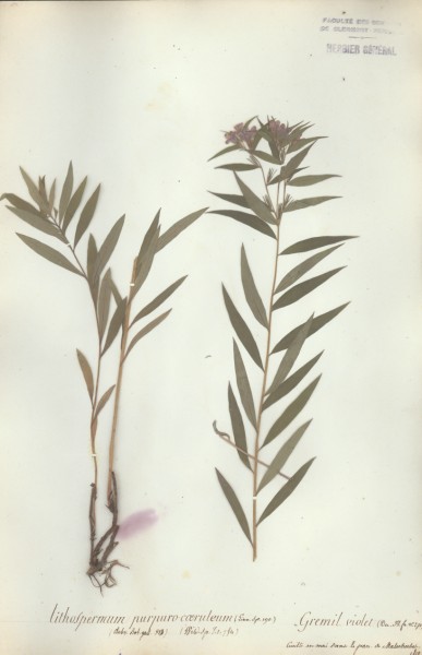 Lithospermum purpuro-caeruleum
