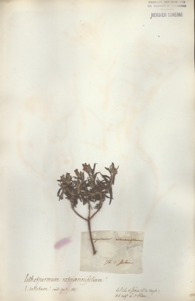 Lithospermum rosemarinifolium CLF065066