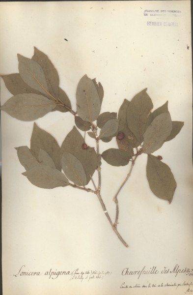 Lonicera alpigena