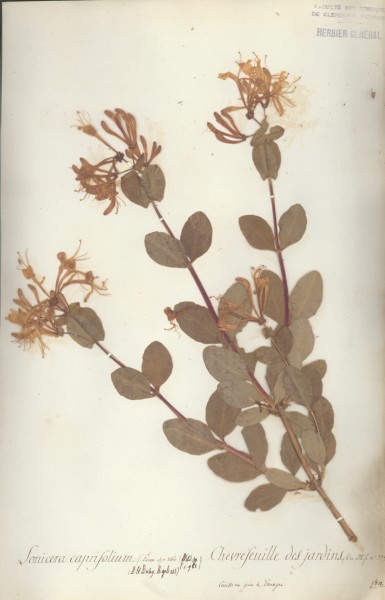 Lonicera caprifolium