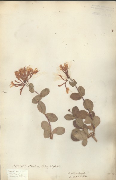 Lonicera etrusca