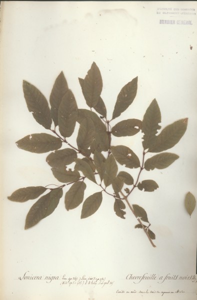 Lonicera nigra