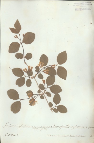 Lonicera xylosteum