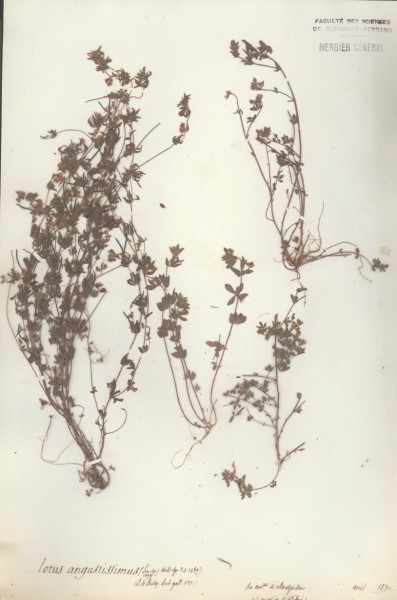 Lotus angustissimus CLF027981