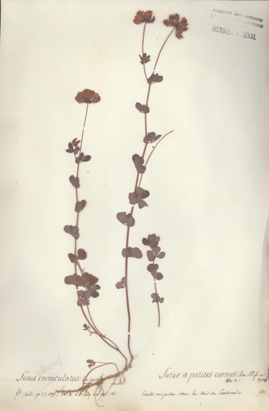 Lotus corniculatus CLF026352
