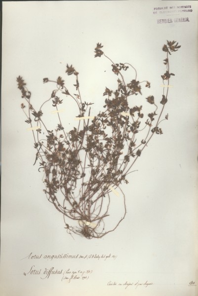 Lotus diffusus CLF027977