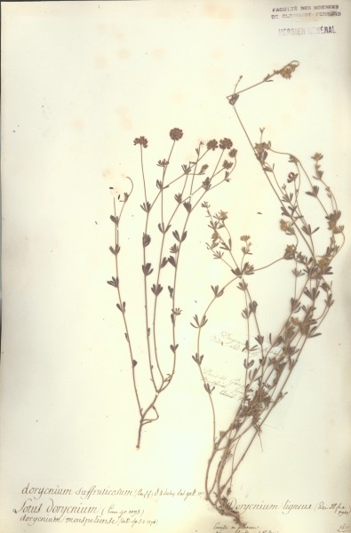 Lotus dorycnium CLF027970