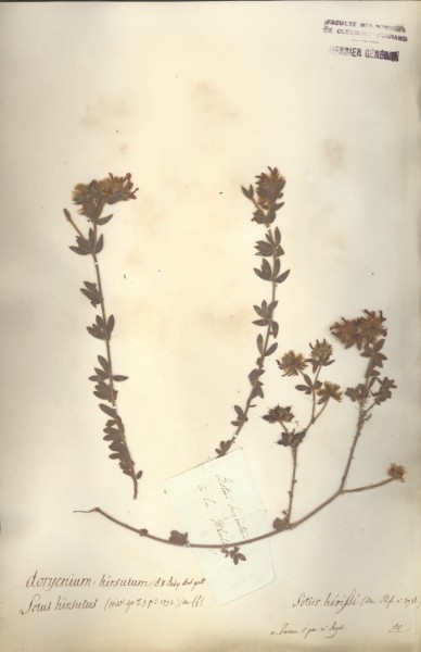Lotus hirsutus CLF 027940