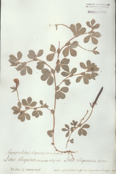 Lotus siliquosus CLF026404