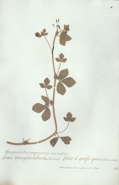 Lotus tetragonolobus CLF026404