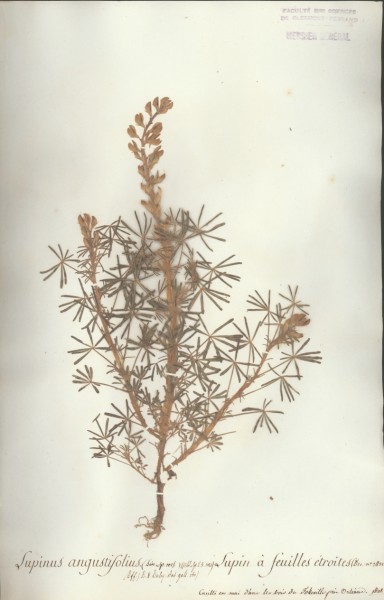 Lupinus angustifolius CLF024141