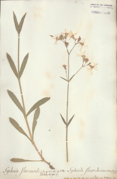 Lychnis flos cuculi CLF019094