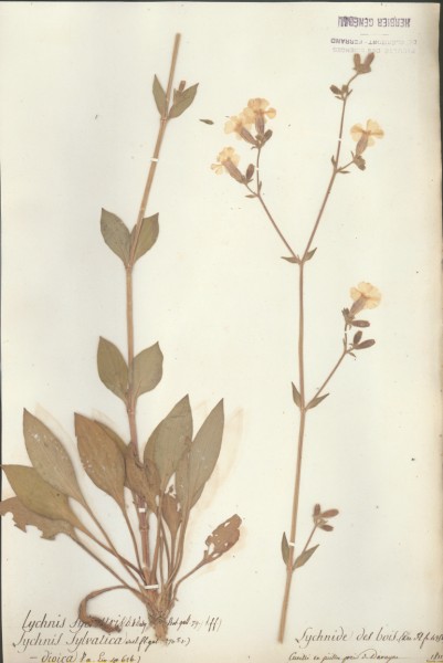 Lychnis sylvatica CLF019173
