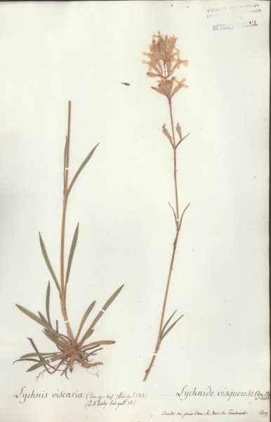 Lychnis viscaria CLF019192