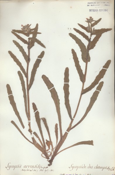 Lycopsis arvensis