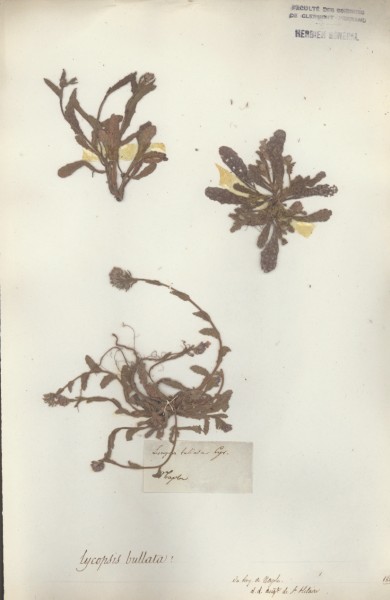 Lycopsis bullata