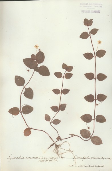 Lysimachia nemorum