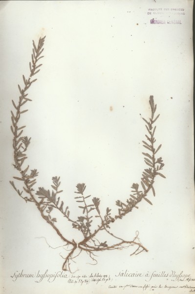 Lythrum hyssopifolia CLF037370