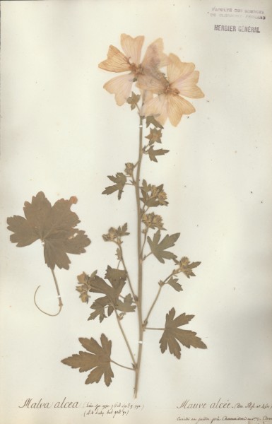 Malva alcea CLF020777