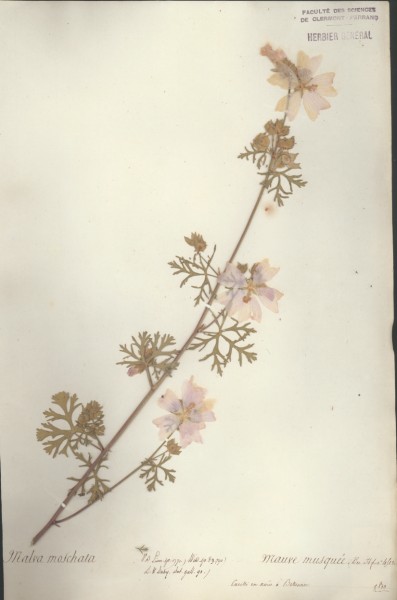 Malva moschata CLF020805