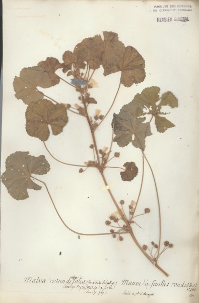 Malva rotundifolia CLF020829