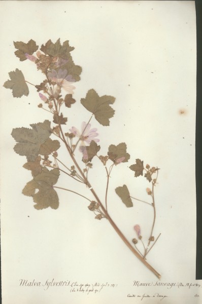 Malva sylvestris CLF020833