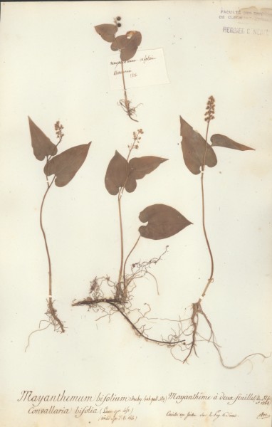 Mayanthemum bifolium
