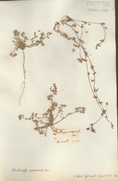 Medicago arenaria CLF026861