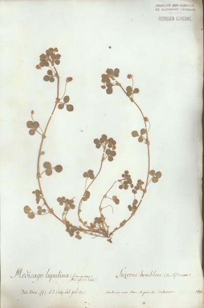Medicago lupulina CLF026872