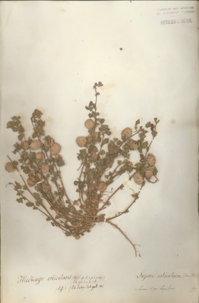 Medicago orbicularis CLF026942