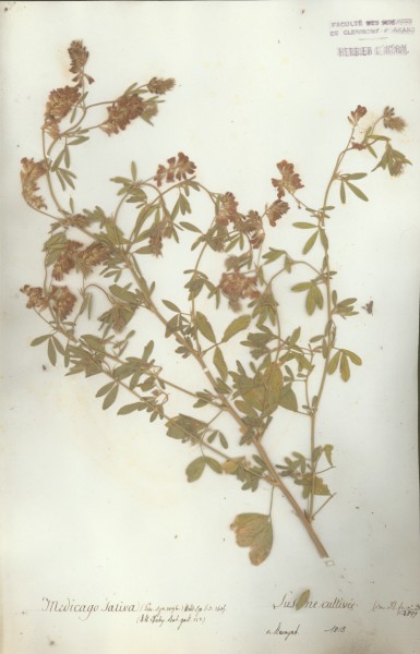 Medicago sativa CLF026994