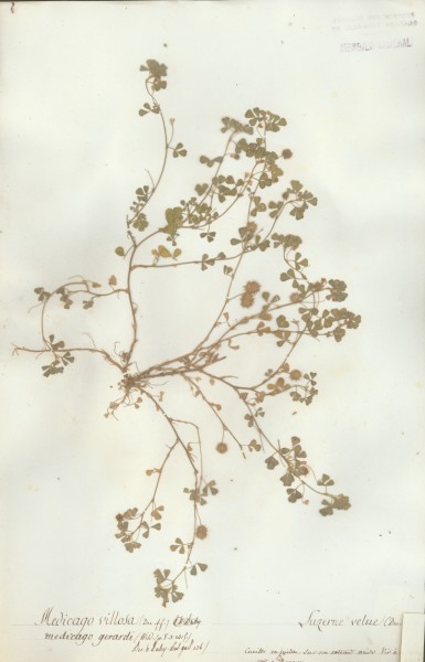 Medicago villosa CLF026982