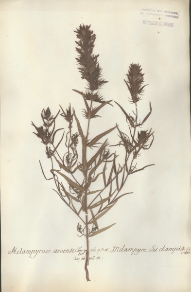 Melampyrum arvense CLF072371
