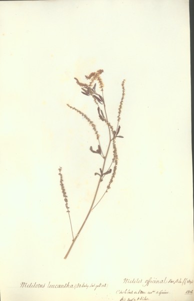 Melilotus leucantha CLF027080