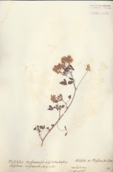 Melilotus messanensis CLF027141