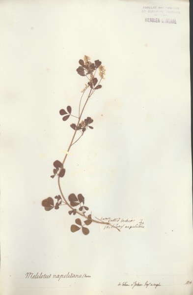 Melilotus napolitana CLF027146