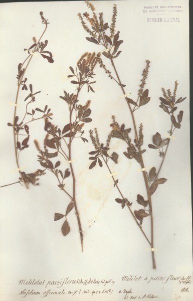Melilotus parviflorus CLF027109